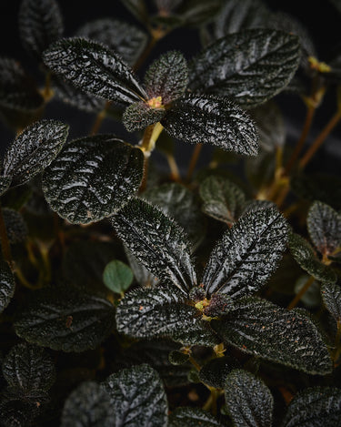 Pilea repens