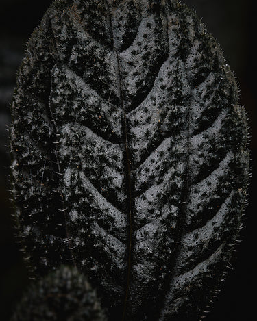 Pilea repens