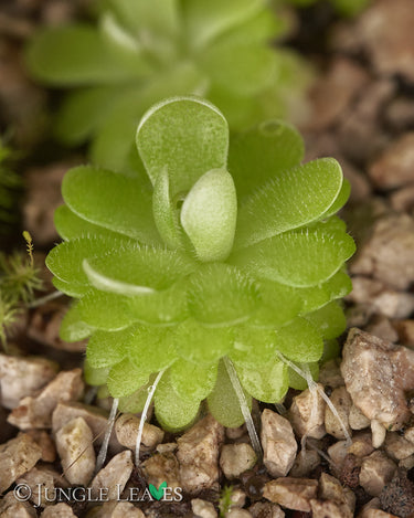 Pinguicula esseriana