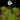 Pinguicula esseriana