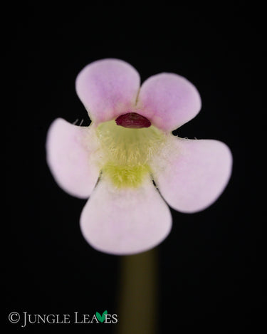 Pinguicula esseriana