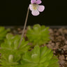 Pinguicula esseriana
