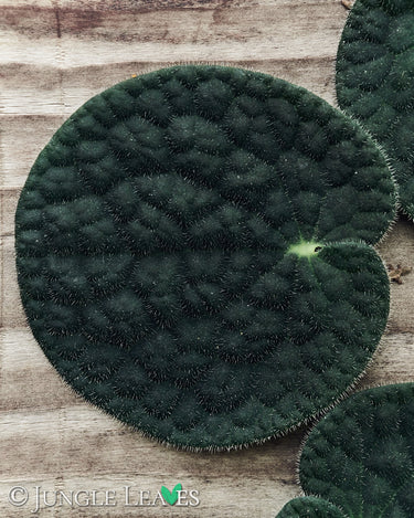 Piper clypeatum