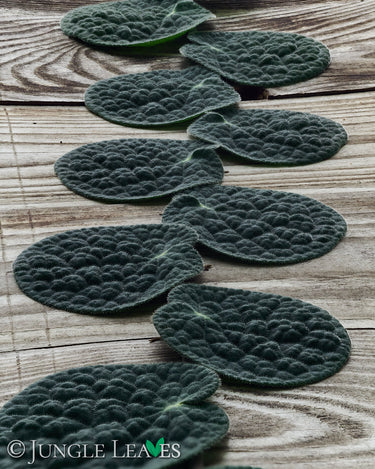 Piper clypeatum