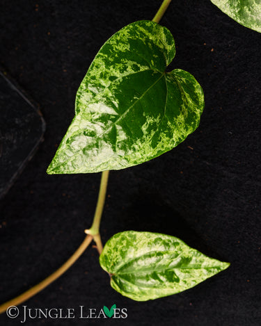 Piper macropiper variegata