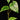 Piper macropiper variegata