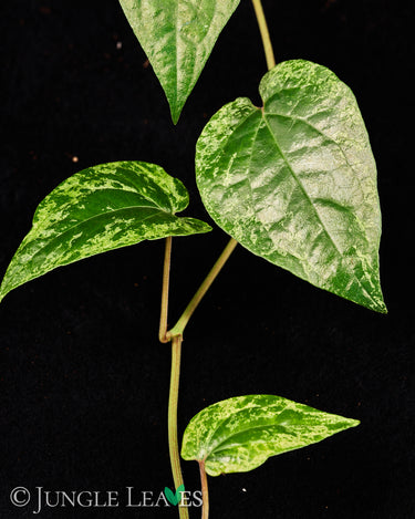 Piper macropiper variegata