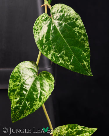 Piper macropiper variegata
