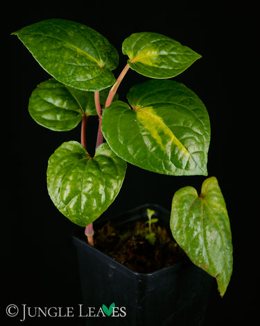 Piper methysticum 'Bright Eyes'