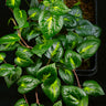 Piper methysticum 'Bright Eyes'