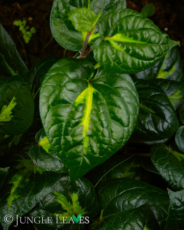 Piper methysticum 'Bright Eyes'