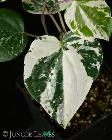 Piper nigrum 'Variegata'