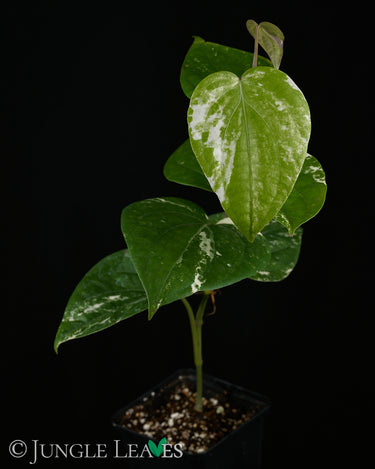 Piper nigrum 'Variegata'