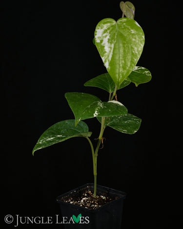 Piper nigrum 'Variegata'