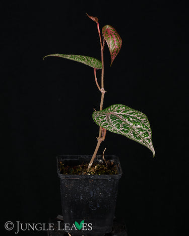 Piper ornatum