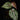 Piper ornatum