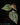 Piper ornatum