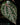 Piper ornatum