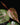 Piper ornatum