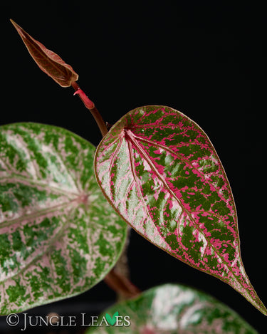 Piper ornatum