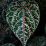 Piper ornatum