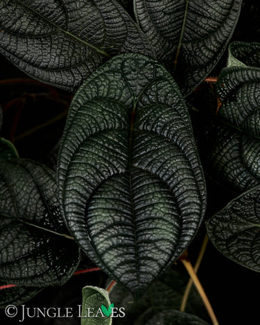 Piper parmatum
