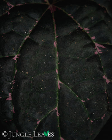 Piper porphyrophyllum