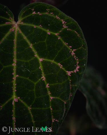 Piper porphyrophyllum