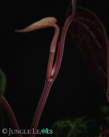 Piper porphyrophyllum
