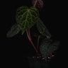 Piper porphyrophyllum