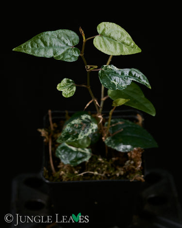 Piper retrofractum ‘variegata’