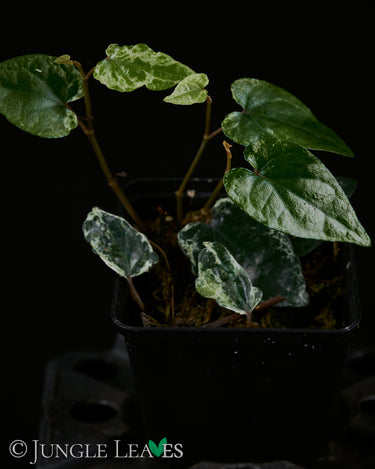 Piper retrofractum ‘variegata’