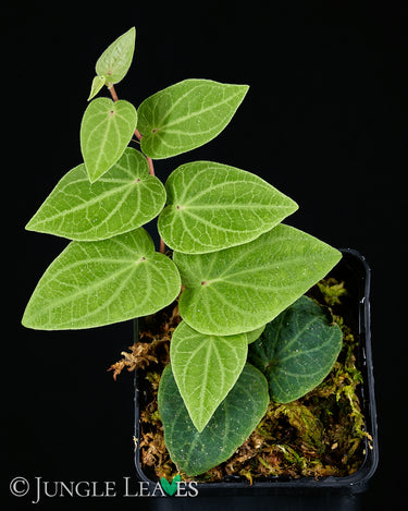 Piper ribesioides