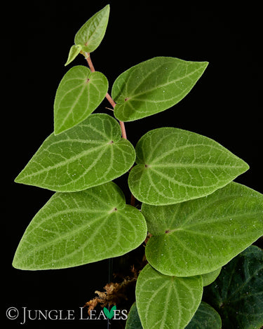 Piper ribesioides