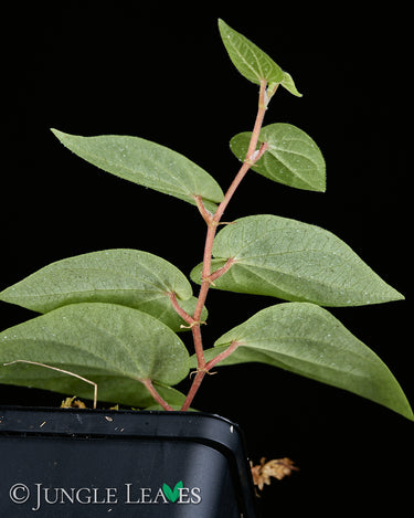Piper ribesioides