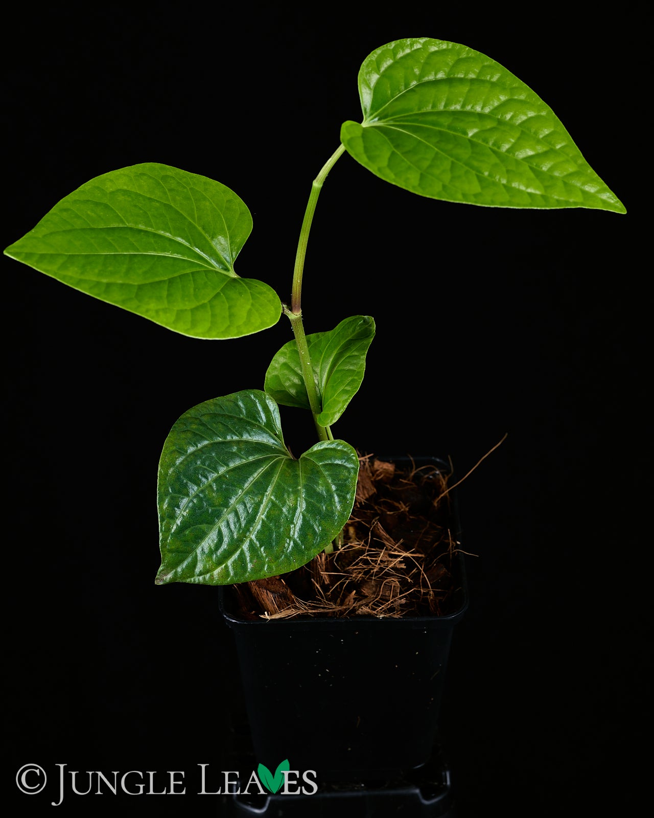 betel leaf plant for sale Piper sarmentosum (Wild Betel) €19.99 to €24.99