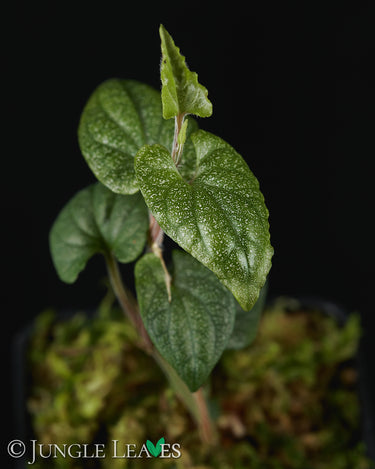Piper sp. 'Mini'
