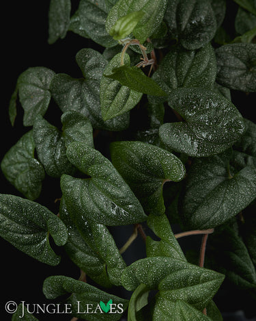 Piper sp. 'Mini'