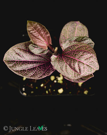 Piper sp. 'Pink Veins' (Indonesia)