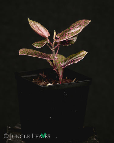 Piper sp. 'Pink Veins' (Indonesia)