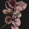 Piper sp. 'Pink Veins' (Indonesia)