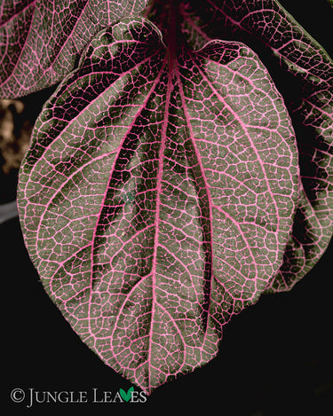Piper sp. 'Pink Veins' (Indonesia)