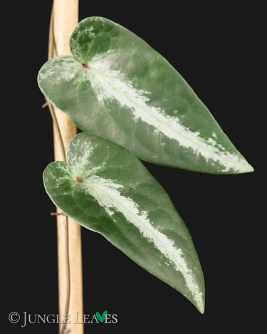 Piper sp. 'Watermelon' (Borneo, Kalimantan)