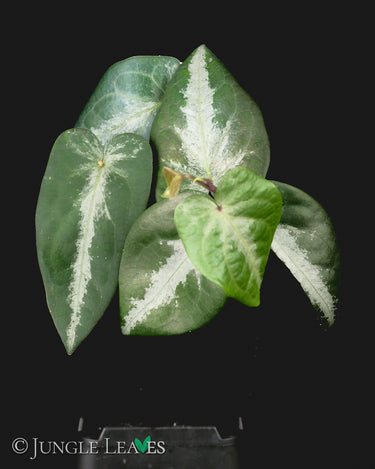 Piper sp. 'Watermelon' (Borneo, Kalimantan)