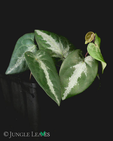 Piper sp. 'Watermelon' (Borneo, Kalimantan)