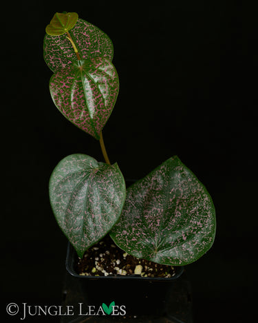Piper sp. 'Indonesien'