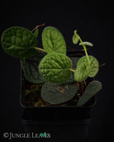 Piper clypeatum