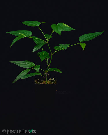 Piper cf. cubeba