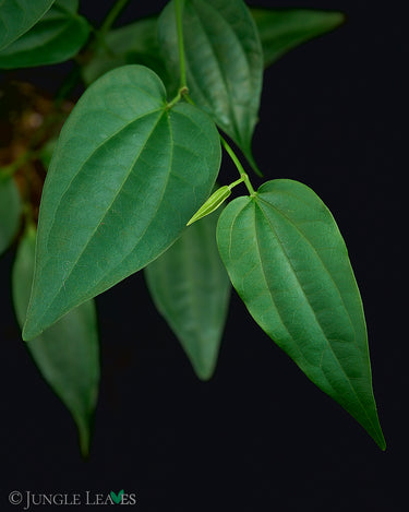 Piper cf. cubeba