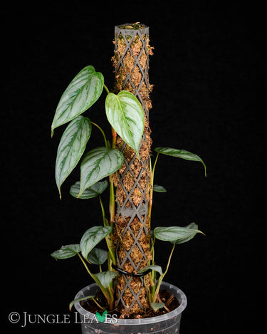 PlantMe Moosstab Set Mini